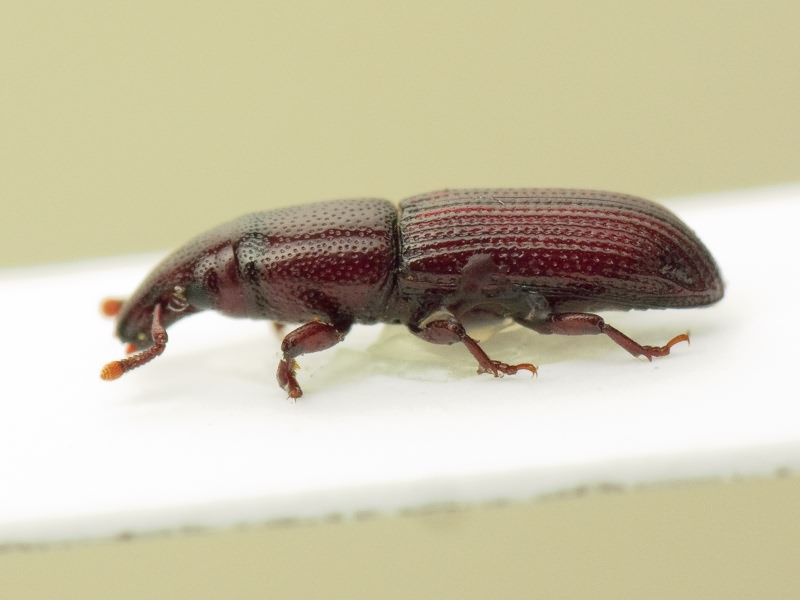 Melicius cylindrus (Boheman, 1838)